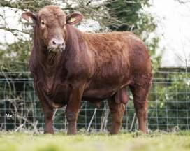 Sire: Cernioge Bach Orlando HT - Weaning Index - Lower Finisher Index - Low Profit