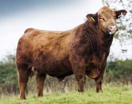 Cow Wt - Rib Fat - Leaner FG - Lower Intake - Lower HT -