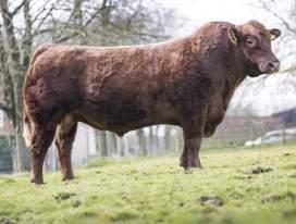 - Lower Sire: Givendale Nemesis N294 Finisher Index +35.