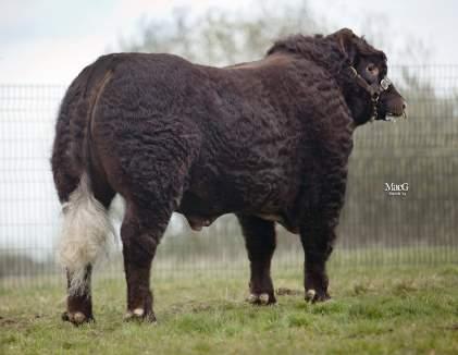 His sire has given him thickness, style, and polling; and the result is a bull that we are sure will breed great females.