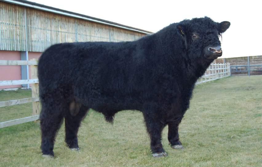 DOB: 24/02/2004 Gwilym is an exceptional polled Welsh Black bull, who has graduated from the feed efficiency centre with exceptional growth and performance traits.