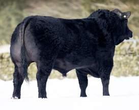 well as displaying exceptional length with great conformation and muscle definition. With a Retail Beef Yield of +2.