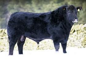 His outstanding breed character and depth of pedigree also give the impression that this bull will deliver style.