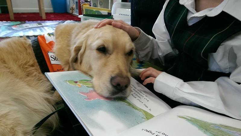 Story Dogs Newsletter # 25 Term 4 2017 Record Number of Reading Sessions over 46,460 in 2017! Our amazing volunteers have delivered approximately 46,460 reading sessions in 2017.