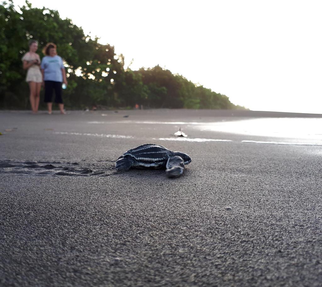 Annual report of nesting activities of sea turtles in Pacuare
