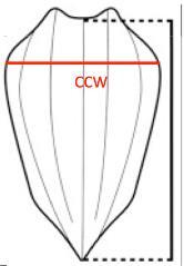 Figure 6. Measurement of CCW of Dermochelys coriacea (Chacón et al., 2007) 2.