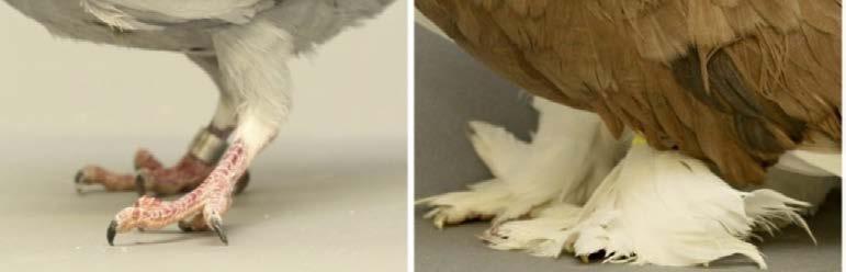 Not feathered legs Feathered legs A breeder crossed a pigeon homozygous for the bar allele and the leg feathers allele with a pigeon that had a barless wing pattern and no feathers on