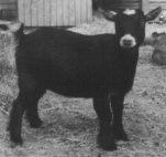 A breeder of this type of sheep wants to establish a flock (group of sheep) that all have the natural wool pattern with a brown collar.