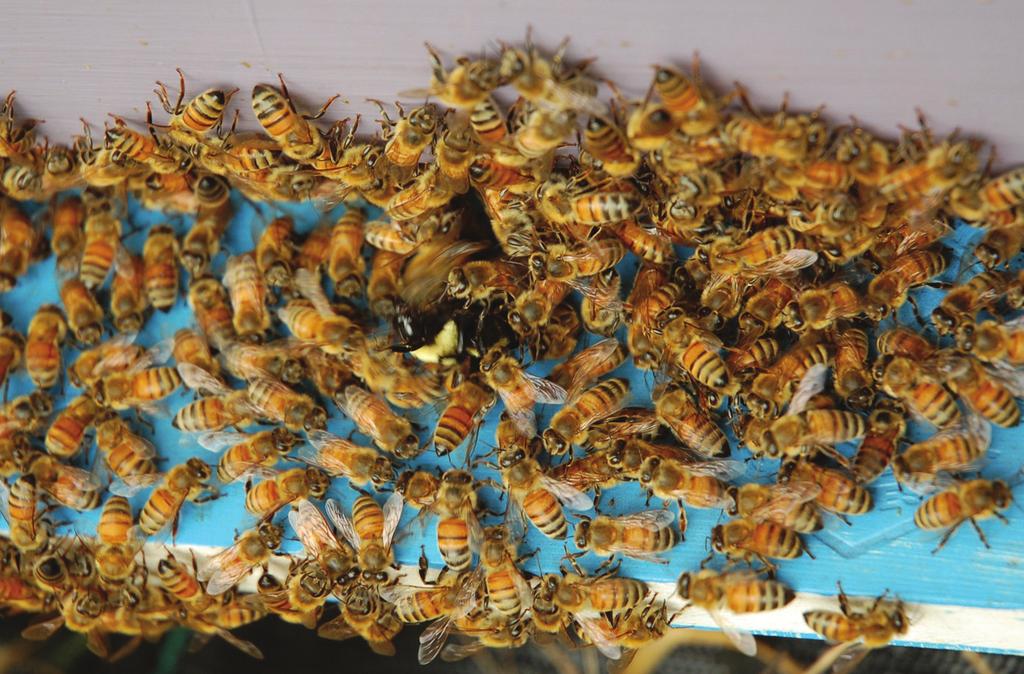 Then, I ll go over a few pieces of requeening equipment I like to use, tips on removing attendant bees and how to find your old queen, and then give you two methods of requeening.