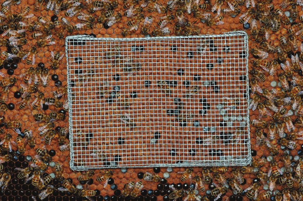 Just take queen excluders and push-in introduction cages to the apiary the day your queens arrive. Look for old queens in every hive to be requeened.