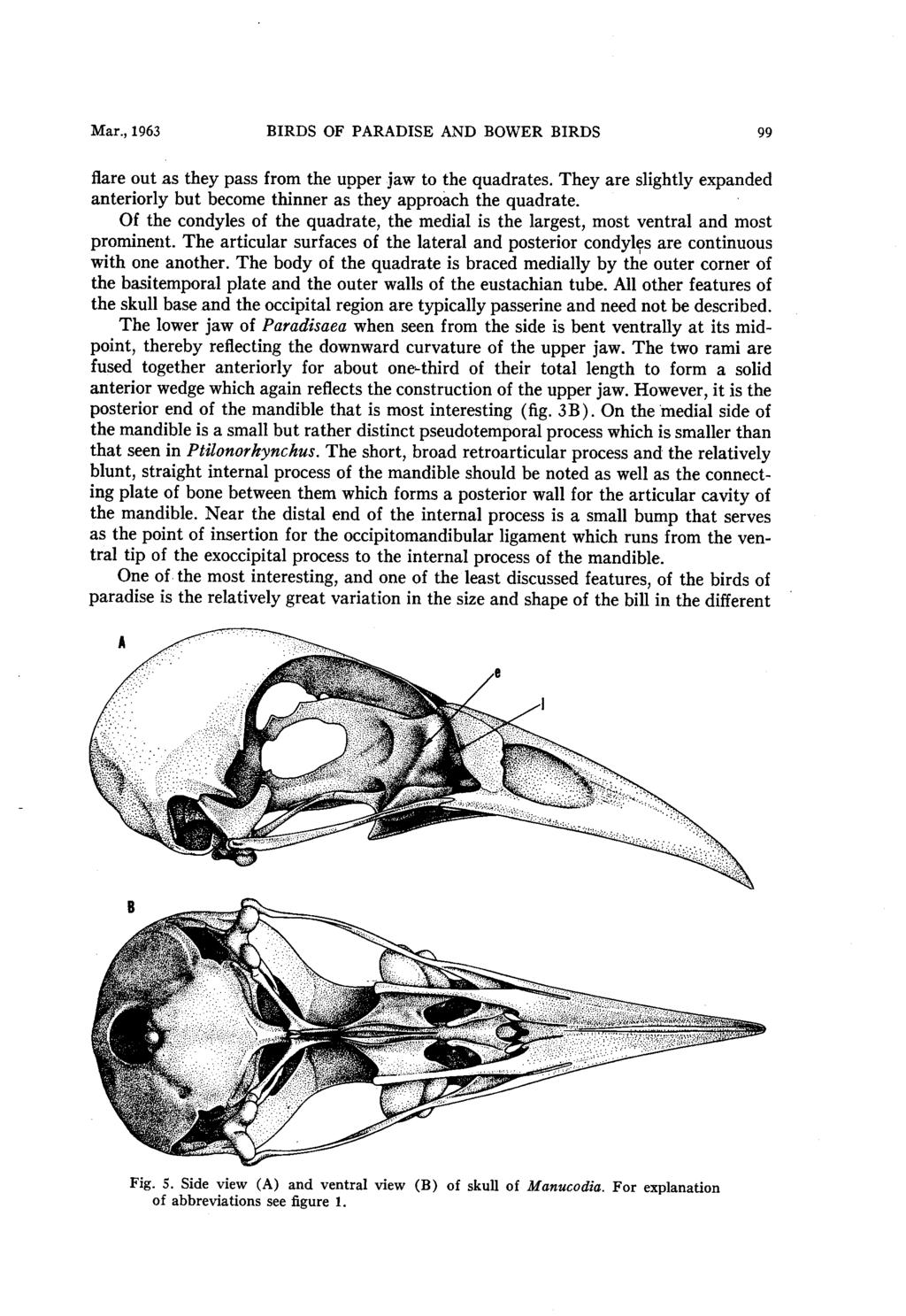 Mar., 1963 BIRDS OF PARADISE AND BOWER BIRDS 99 flare out as they pass from the upper jaw to the quadrates. They are slightly expanded anteriorly but become thinner as they approach the quadrate.