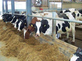 Good feeding practice, adequate trough space, unrestricting neck rail and frequently presented total mixed ration.