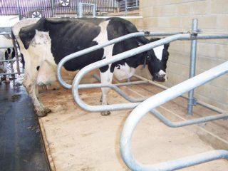 A cow standing correctly in a clean sawdust-bedded cubicle.