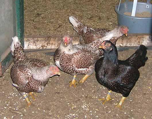 He started with mottled Wyandotte bantams that he purchased in Germany.