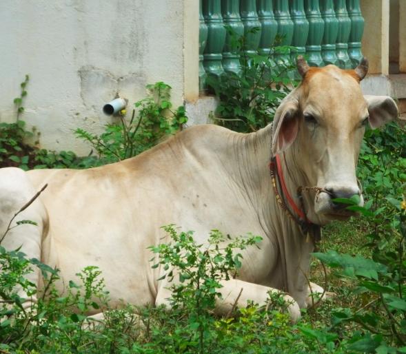 brahman cattle 26 Brahman Cattle (Bos indicus) are a medium-sized breed of Zebu cattle. They are also called Humped Cattle.