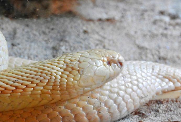 monocled cobra 7 The Monocled Cobra (Naja kaouthia) is a venomous snake. It can be brown, yellow, grey, blackish, or albino, with or without banded markings. It becomes paler as it ages.
