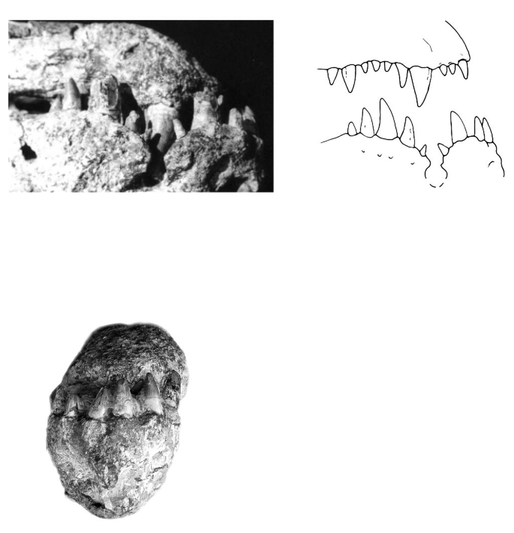 20 I.S. CARVALHO ET AL. Fig. 5. Detail of the anteriormost region of skull and mandible. Holotype MPMA 62-0001-02.