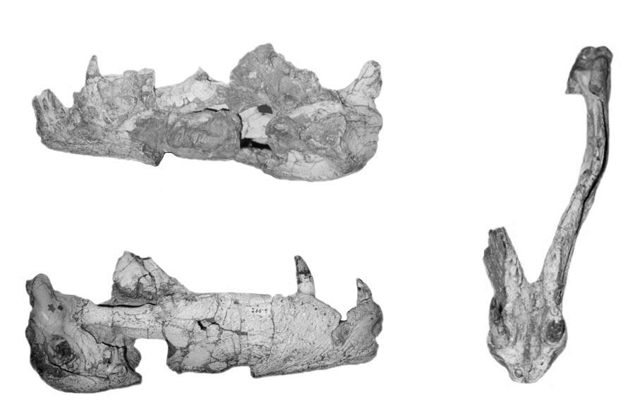 A NEW CROCODYLOMORPHA FROM BRAZIL 21 Witmer (1997) considered that this aspect is a primitive archosaurian condition, frequent in basal crocodylomorphs.