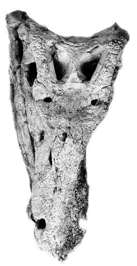 A NEW CROCODYLOMORPHA FROM BRAZIL 17 Fig. 3. Baurusuchus salgadoensis sp. nov. specimen MPMA 62-0001- 02.