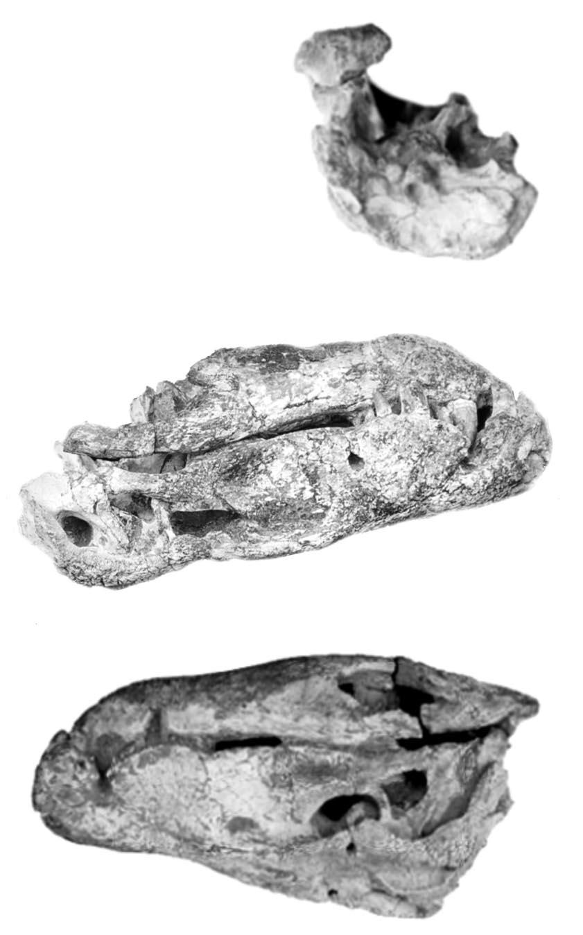18 I.S. CARVALHO ET AL. Fig. 4. Skull and mandible osteology of Baurusuchus salgadoensis sp. nov. Holotype MPMA 62-0001-02.