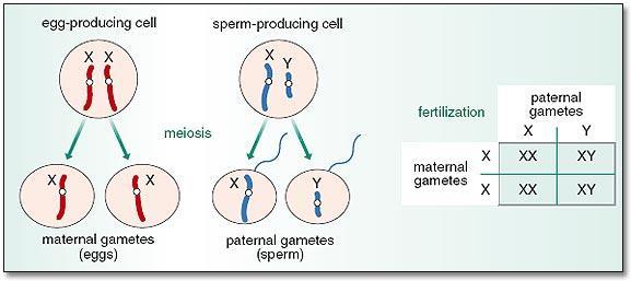 Determining Gender: I. All eggs carry X chromosomes but 1/2 of sperm carry X s and 1/2 carry Y s.