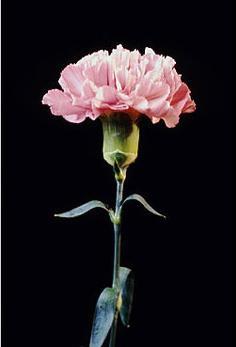 white carnation produces pink