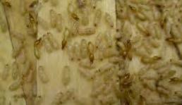 Drywood termites create a dry fecal pellet that can be used as an identifying characteristic.