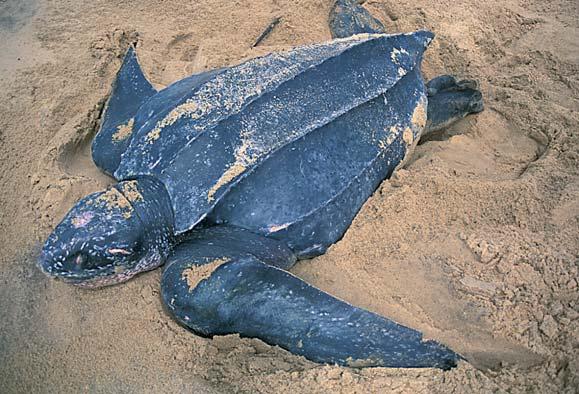 Mean length: 1.7 m Mean weight: 450 kg (record at 918 kg) Colour: back (pseudocarapace) and entire body: deep bluish-black with white spots. This animal does not have any scales.