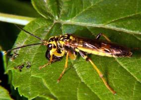 Cicadidae (Hemiptera)