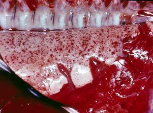 Know which lesions are important. Tissue from a pig Pay attention to the question. This image cannot currently be displayed.