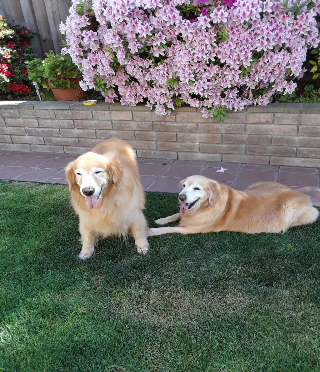 PAGE 2 Golden Ambassador s - Annie and Gillie Adopted by The Spinks In September 2017 we took a drive to SFO and picked up our Golden girl from Taiwan, Diamond, now known as Annie.