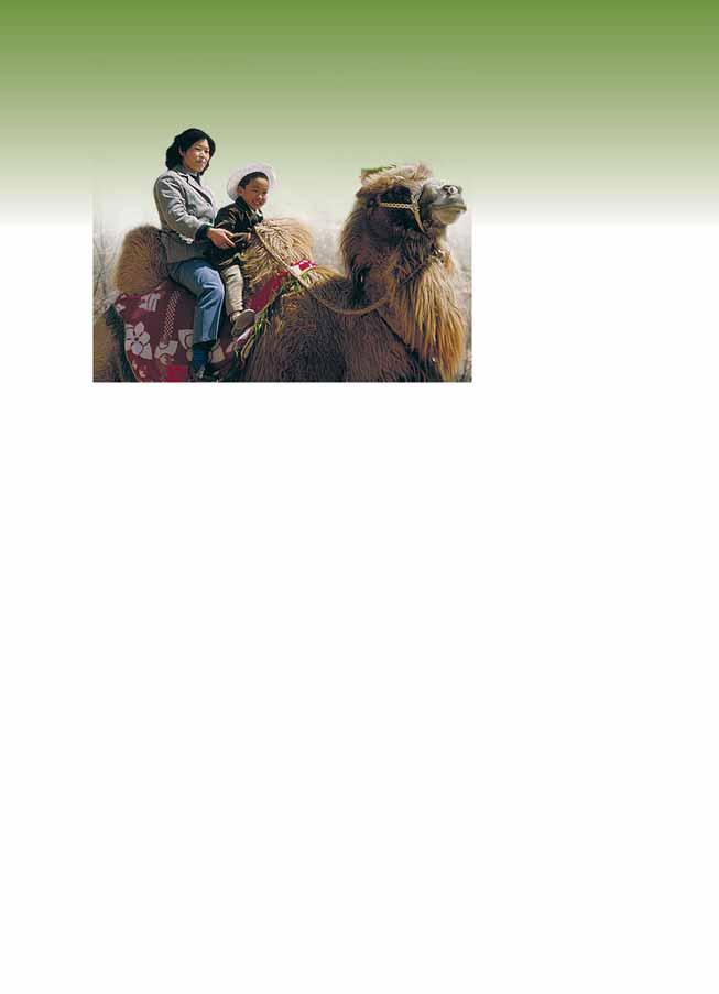 Introduction A family s Bactrian camel provides transportion. Thousands of years ago, humans on opposite sides of the world discovered that two similar-looking animals made ideal service animals.
