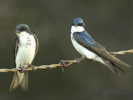 The Rough-wing pulls wings back at the end of a stroke much like the common Barn Swallow.