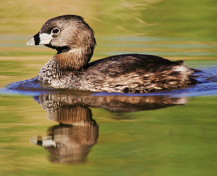 Pied-billed Grebe A small drab grebe that can be seen on local ponds and is an occasional visitor to