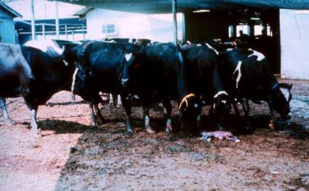 2. Basic facts: bovine brucellosis, bb bb is a widespread, economically devastating and highly