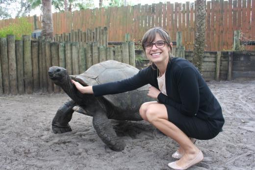 The tortoises are free to walk around.