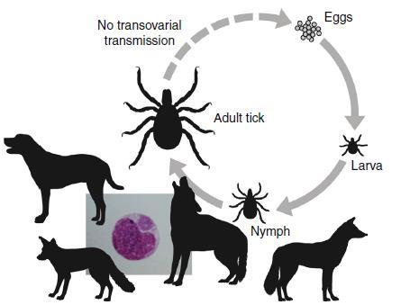 Figure 2 Life cycle of Ehrlichia canis (Sykes 2013) 1.4.2.1 Distribution of canine ehrlichiosis Canine ehrlichiosis has world-wide distribution wherever infected tick-vectors are found (Harrus and Waner 2011).