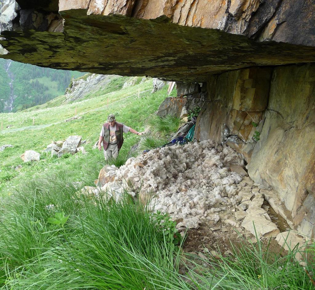 5/7 Release site: 1. Caves or well-protected rock ledges, big enough to house at least 2 nestlings and to install minimum 2 separate feeding places. Dominant birds can cause stress or even injuries.