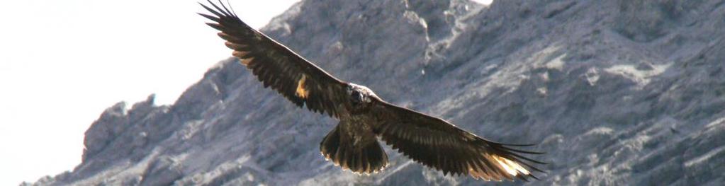 7/7 10. The release site should not be within the breeding territory of a golden eagle pair. A distance of about 1,5 2km to the next occupied golden eagle nest is enough. 11.
