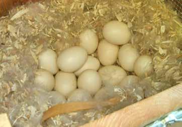 Although many songbirds begin incubating on the day the last egg is laid or the day before, there are exceptions. For example, Tree Swallows may wait up to a week to start incubating a clutch of eggs.