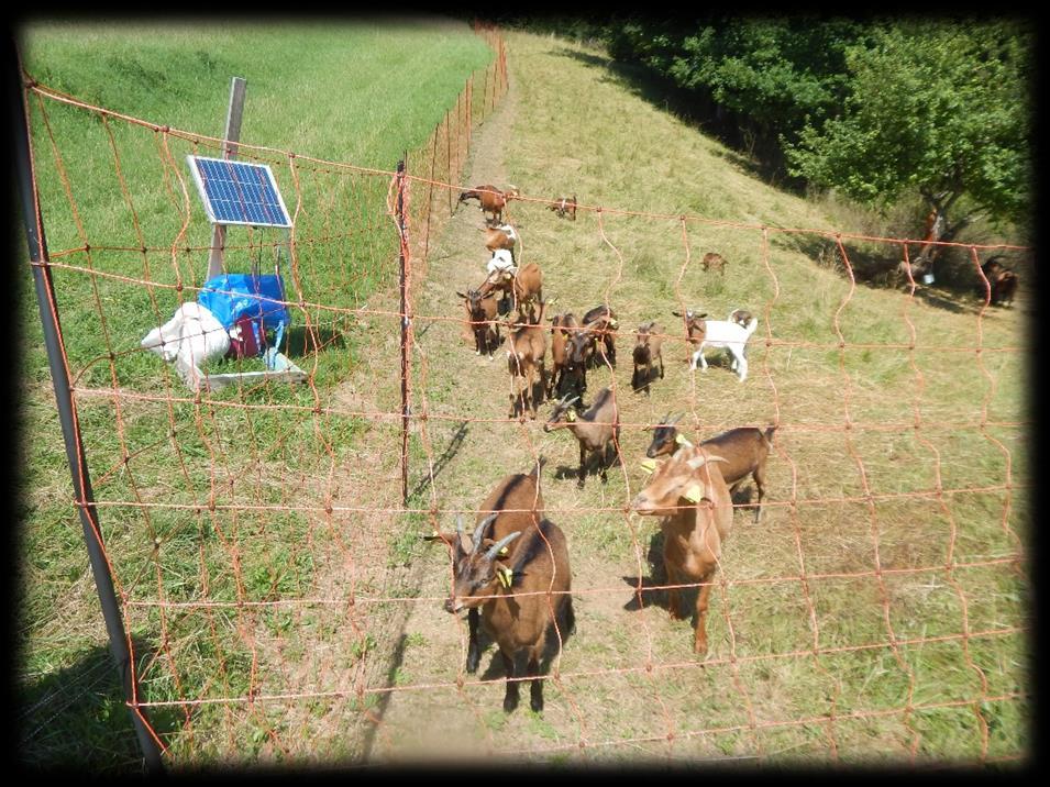 Protection of human property electric fences Sheep herds