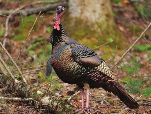 Each year, cooperating hunters record information about their spring gobbler hunts.