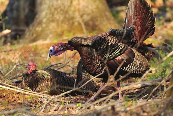 Gobbling activity is considered an indicator of hunting quality and may show a trend reflecting the number of gobblers in the population.