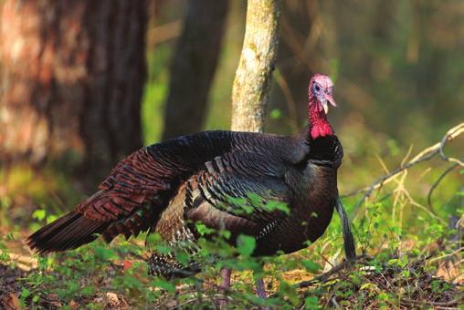 Spur lengths generally increase with age and therefore provide an index to age structure of harvested gobblers.