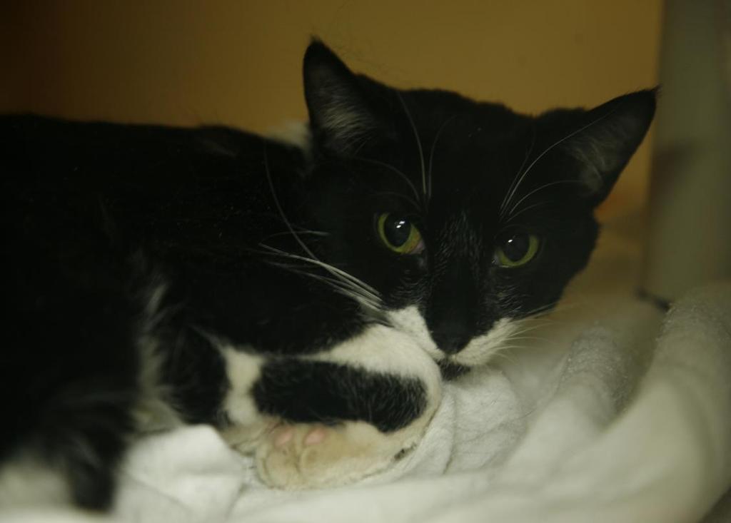 If you are interested in meeting her, place email lschafer2@wisc.edu. Ruari, Irish for Rory, is a 5-year-old black and white DSH.