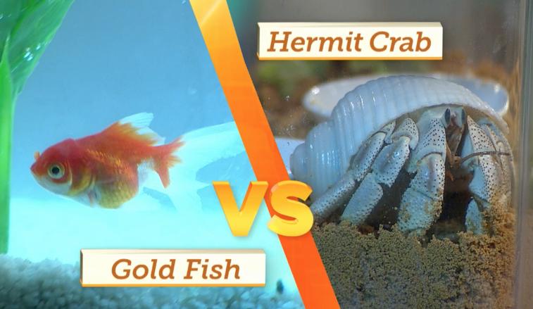 BEST LOW MAINTENANCE PETS Round 1 is the best low maintenance pet goldfish vs. hermit crabs. Goldfish are low maintenance compared to other larger pets but not as low as you'd think.