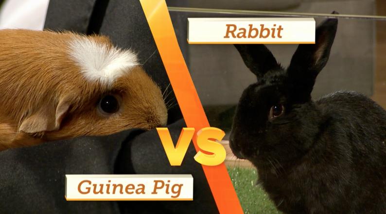 BEST CUTE FLUFFY PETS Round 2 is the guinea pig vs. rabbit. Rabbits can be quite flighty if they are in the wrong family.