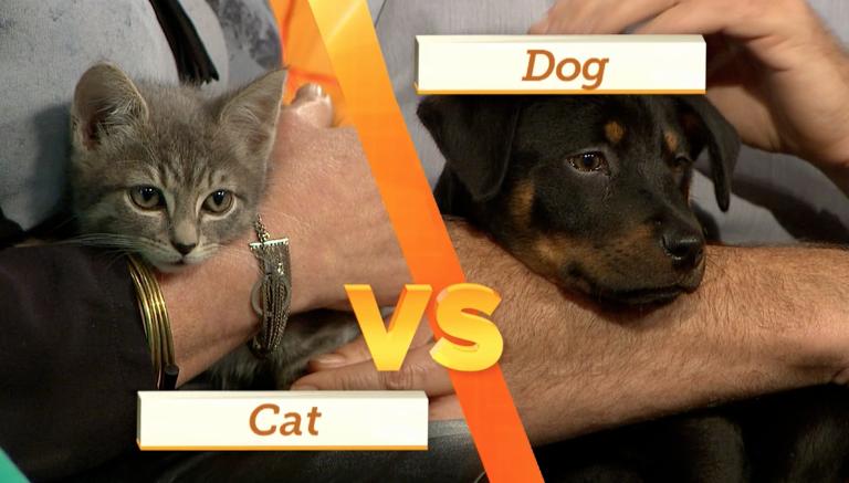DOG VS. CAT Finally, Round 3 is the main event the dog vs. the cat. First of all, it s hard to go wrong when you get your pets from an animal shelter.