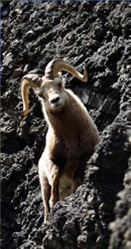 Romanov sheep * Argali Example: F2 hybrids of Romanov sheep and