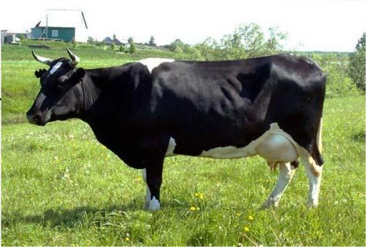 Holstein breed Yakutskaya breed Fig. 1.